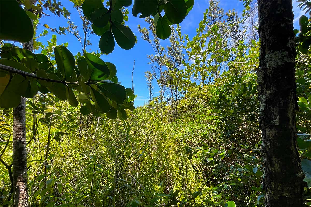56 Beach Road Keaau, HI 96749 - Photo 22 of 30