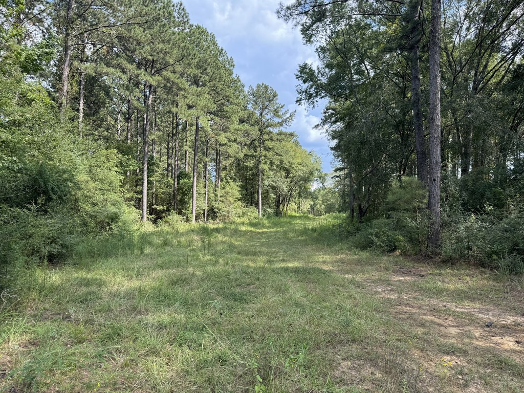 0 Busy Corner Road Gloster, MS 39638 - Photo 18 of 24 Photo 18