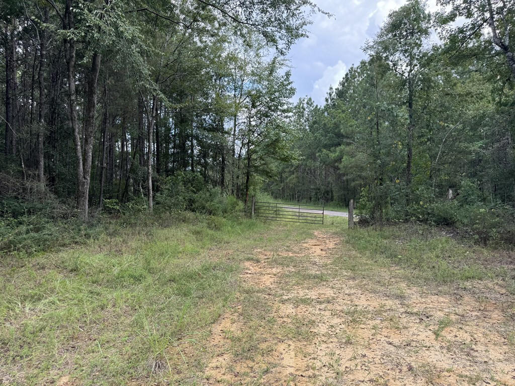 0 Busy Corner Road Gloster, MS 39638 - Photo 3 of 24 Photo 3