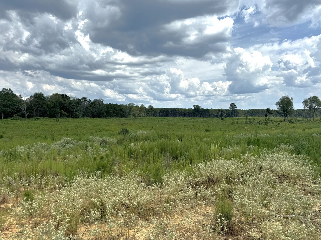 0 Busy Corner Road Gloster, MS 39638 - Photo 4 of 24 Photo 4