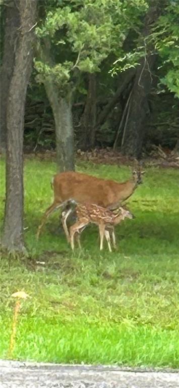 0 Farland Street Aliquippa, PA 15001 - Photo 6 of 8 a view of a garden