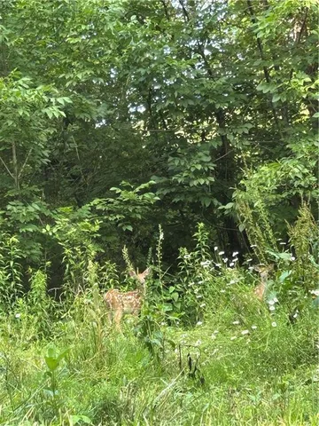 a view of a lush green forest