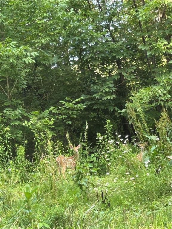 0 Farland Street Aliquippa, PA 15001 - Photo 7 of 8 a view of a lush green forest