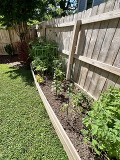 a backyard of a tree
