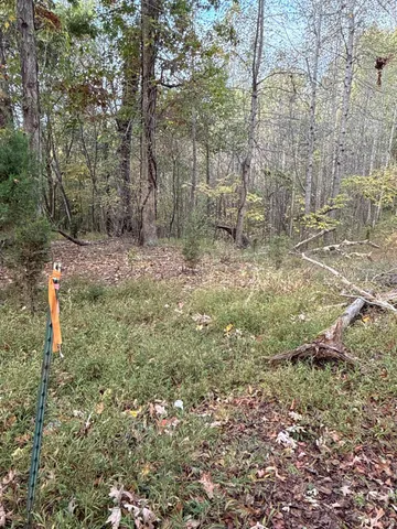 a view of a forest filled with trees