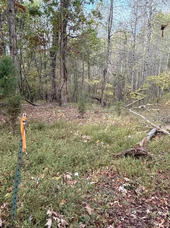 a view of a forest filled with trees