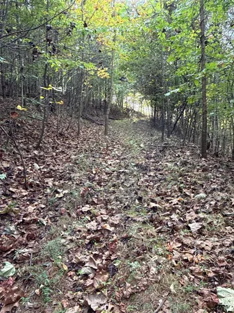 a view of a tree in a yard