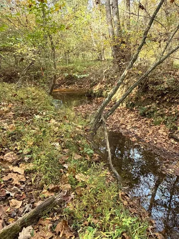 a view of a forest with trees