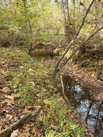 a view of a forest with trees