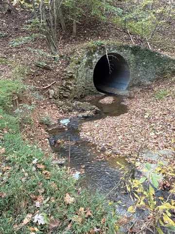 a view of a forest filled with trees all around