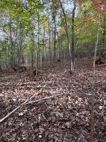 a view of trees with a trees