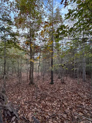 a view of a forest with trees