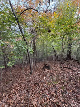 a view of yard with tree