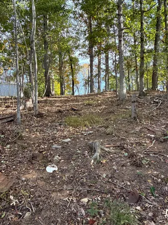 a view of a forest with trees