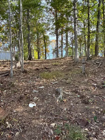 a view of a forest with trees