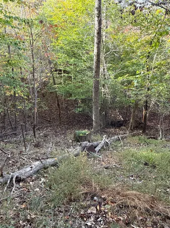 a view of a yard with plants and trees