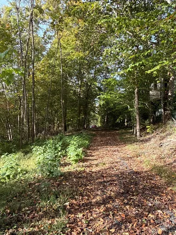 a view of dirt yard with large trees