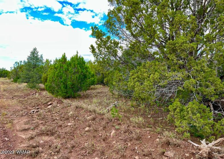 48 Co Road Vernon, AZ 85940 - Photo 5 of 9
