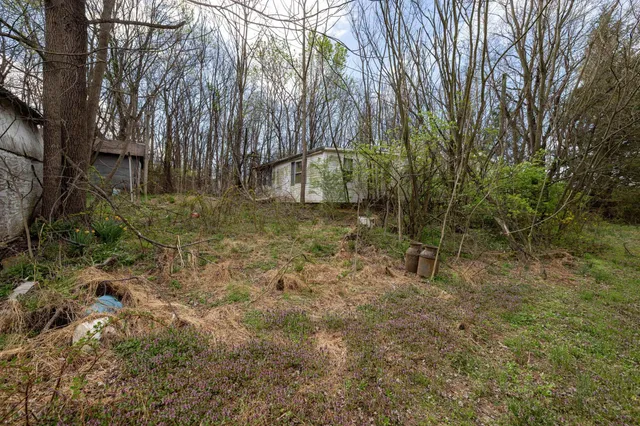 a view of a backyard with a large tree