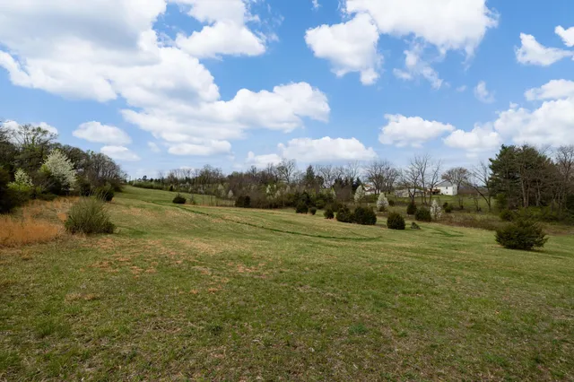 a view of field with tall trees