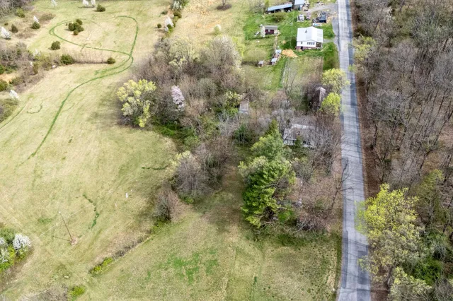 a close up of a plant in a garden