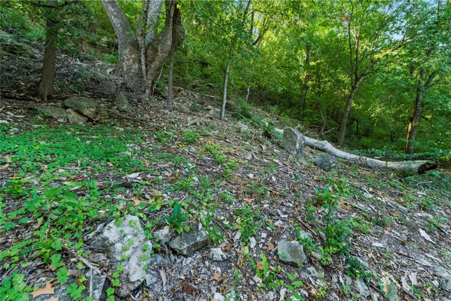 a view of a lush green forest with lots of trees