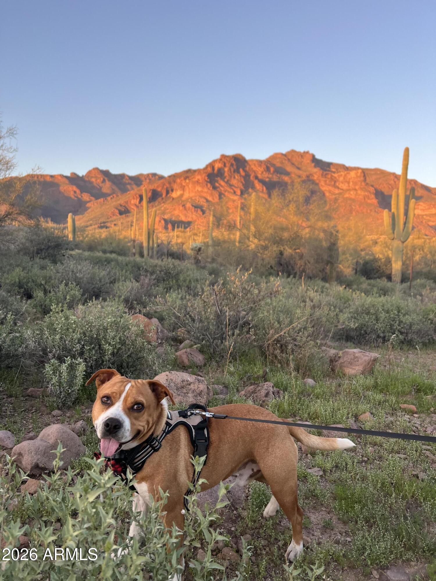 0 South Buckboard Road, Unit 2 Gold Canyon, AZ 85118 - Photo 17 of 17 a view of a lush green field