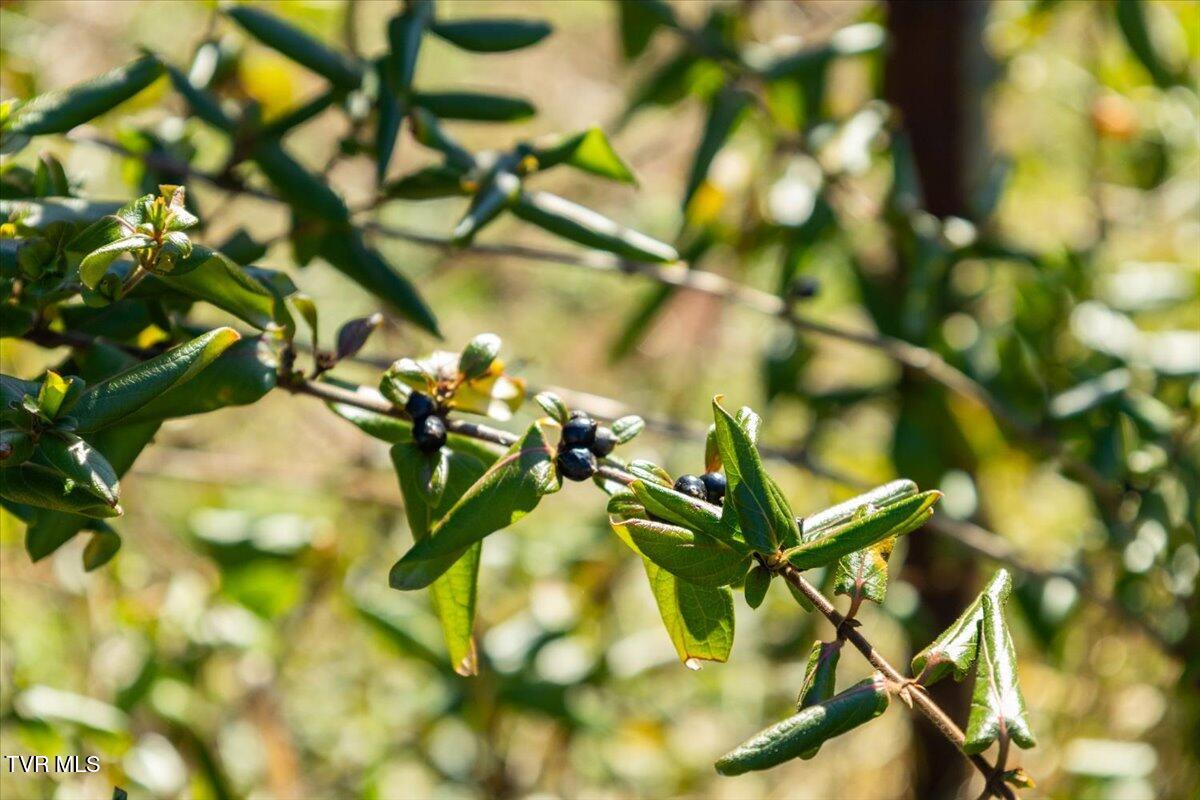 704 River Road Church Hill, TN 37642 - Photo 44 of 58 Blueberries
