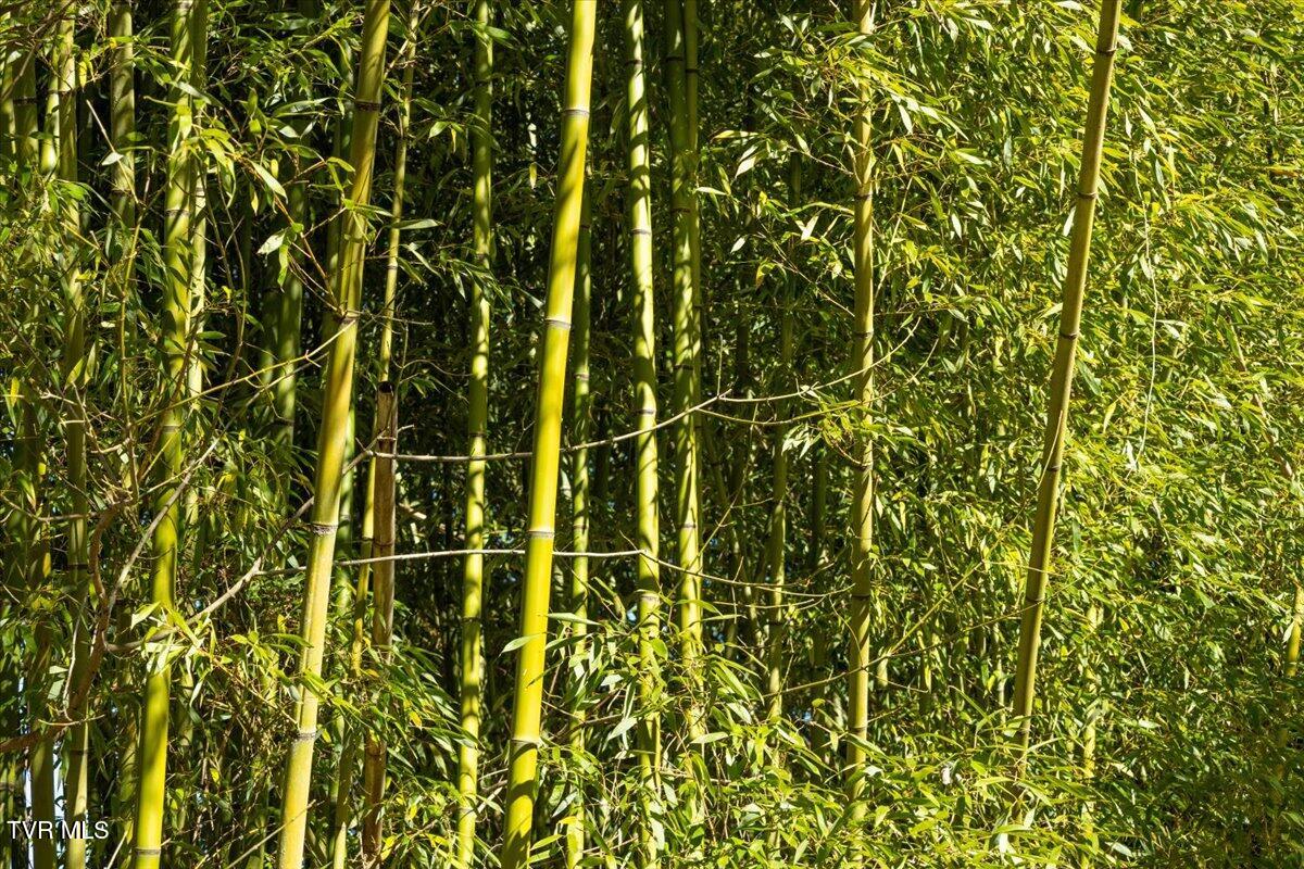 704 River Road Church Hill, TN 37642 - Photo 45 of 58 Bamboo
