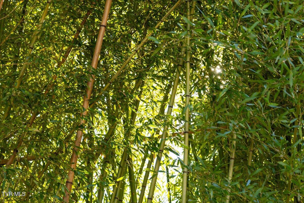 704 River Road Church Hill, TN 37642 - Photo 46 of 58 Trees