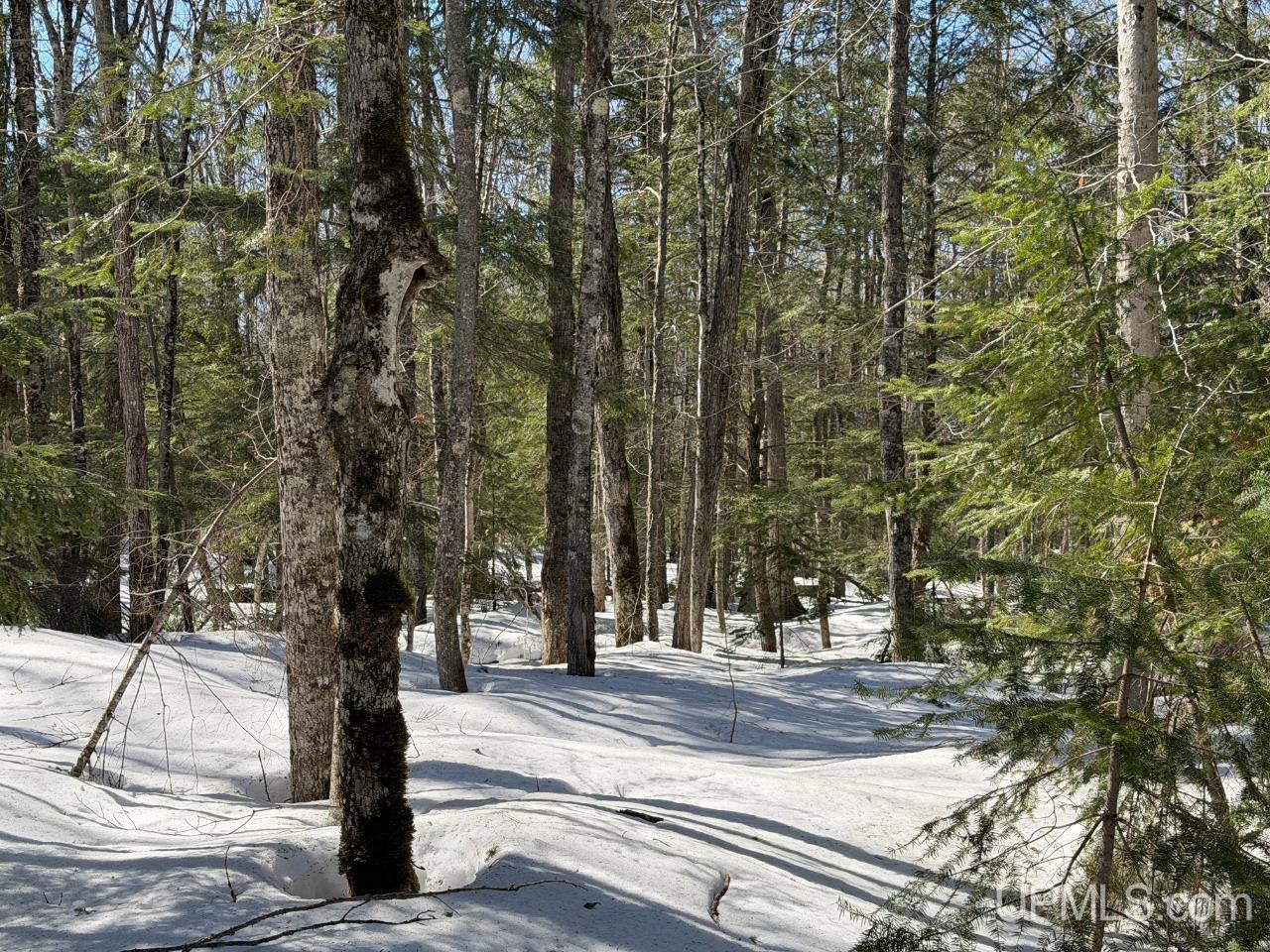40-acres Dukes Road Skandia, MI 49885 - Photo 21 of 24