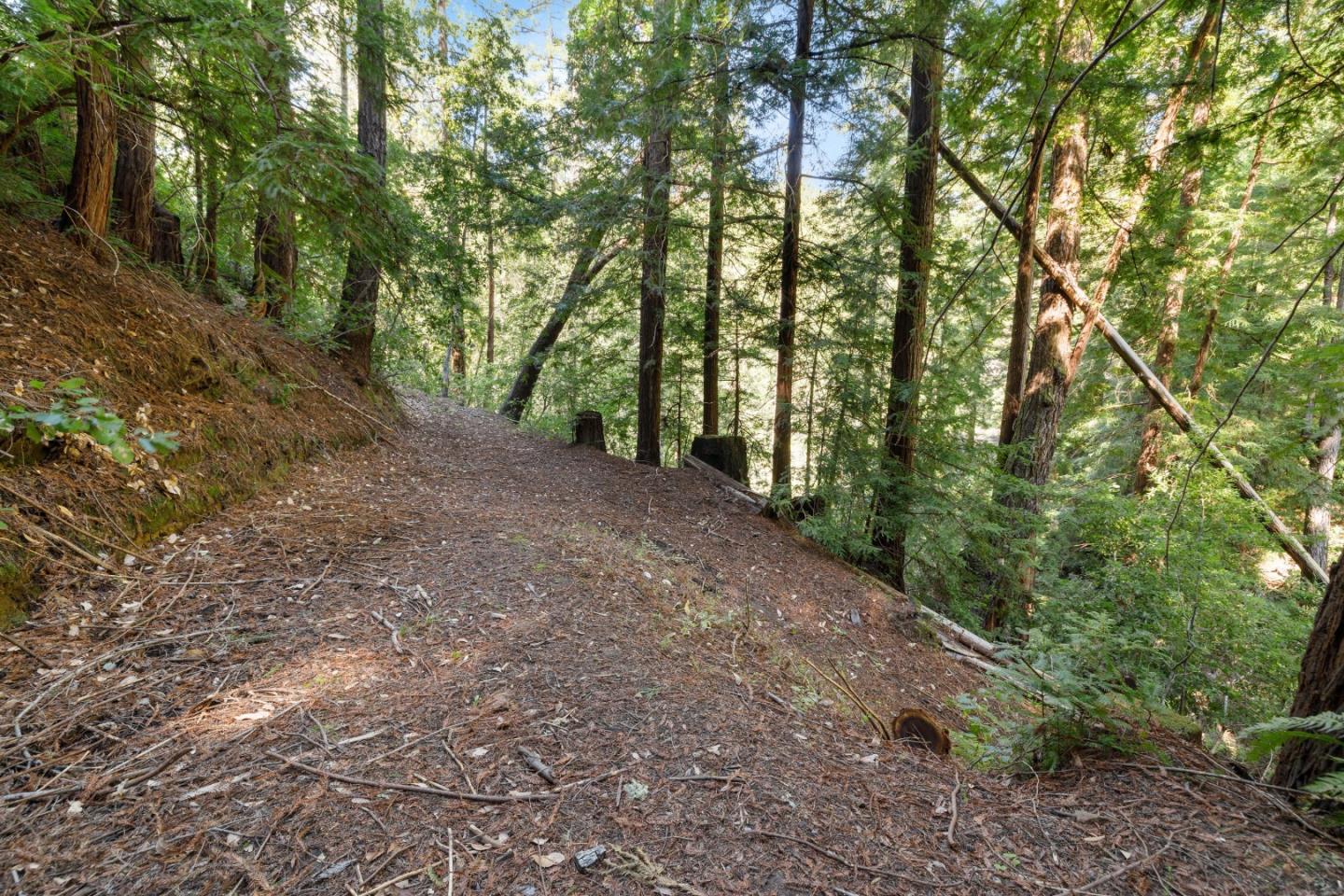 2950 Bear Canyon Road Los Gatos, CA 95033 - Photo 53 of 100 a view of a forest with trees in the background