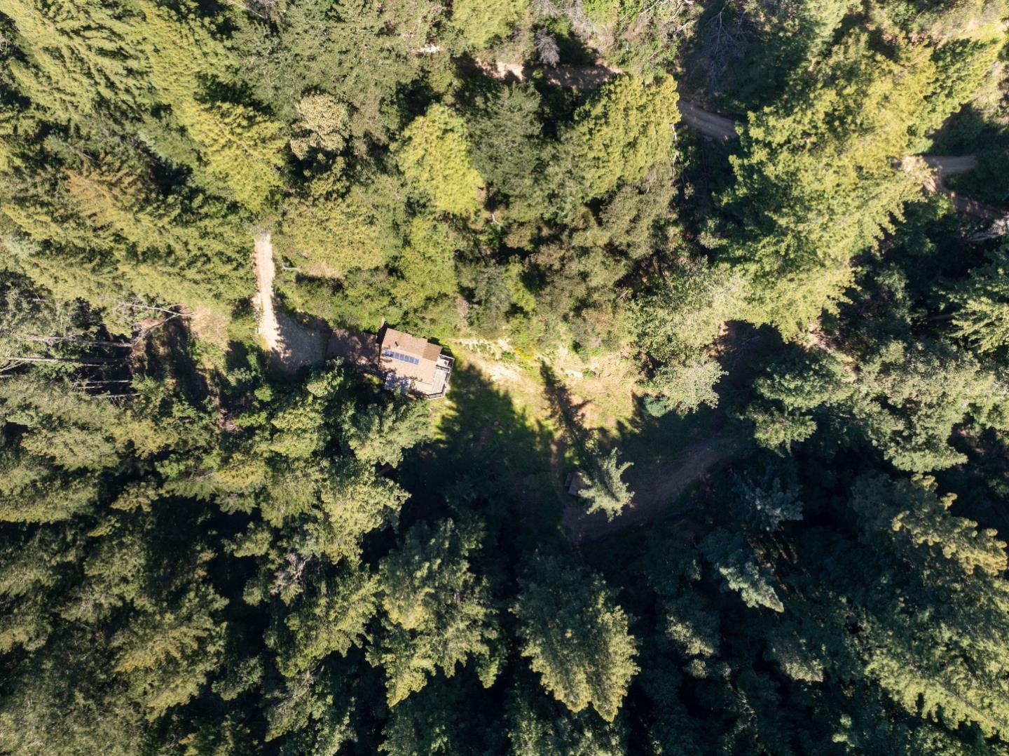 2950 Bear Canyon Road Los Gatos, CA 95033 - Photo 91 of 100 a picture of tree