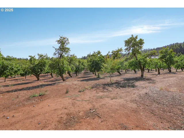 a view of a yard with a tree