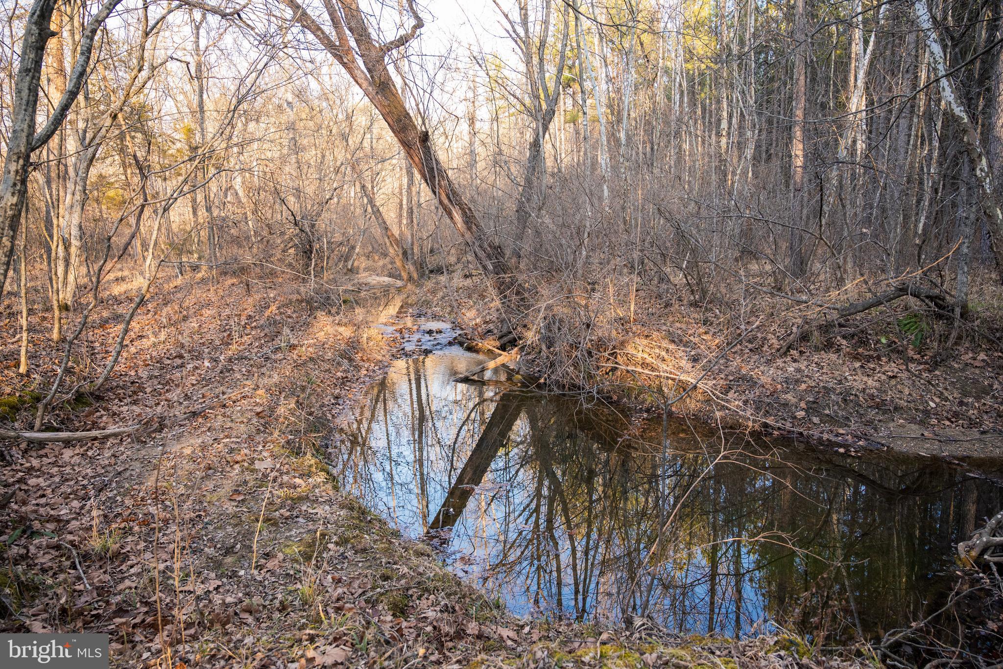 0 Grandview Lane Buckingham, VA 23921 - Photo 23 of 51 a view of a forest with trees