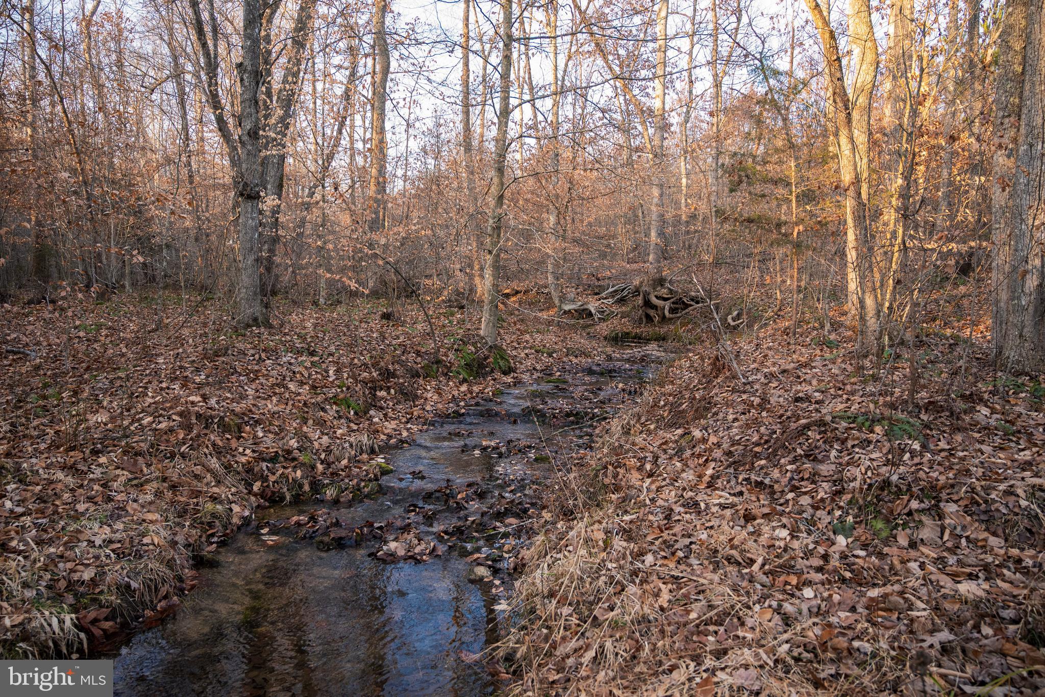 0 Grandview Lane Buckingham, VA 23921 - Photo 25 of 51 a view of a forest that has large trees