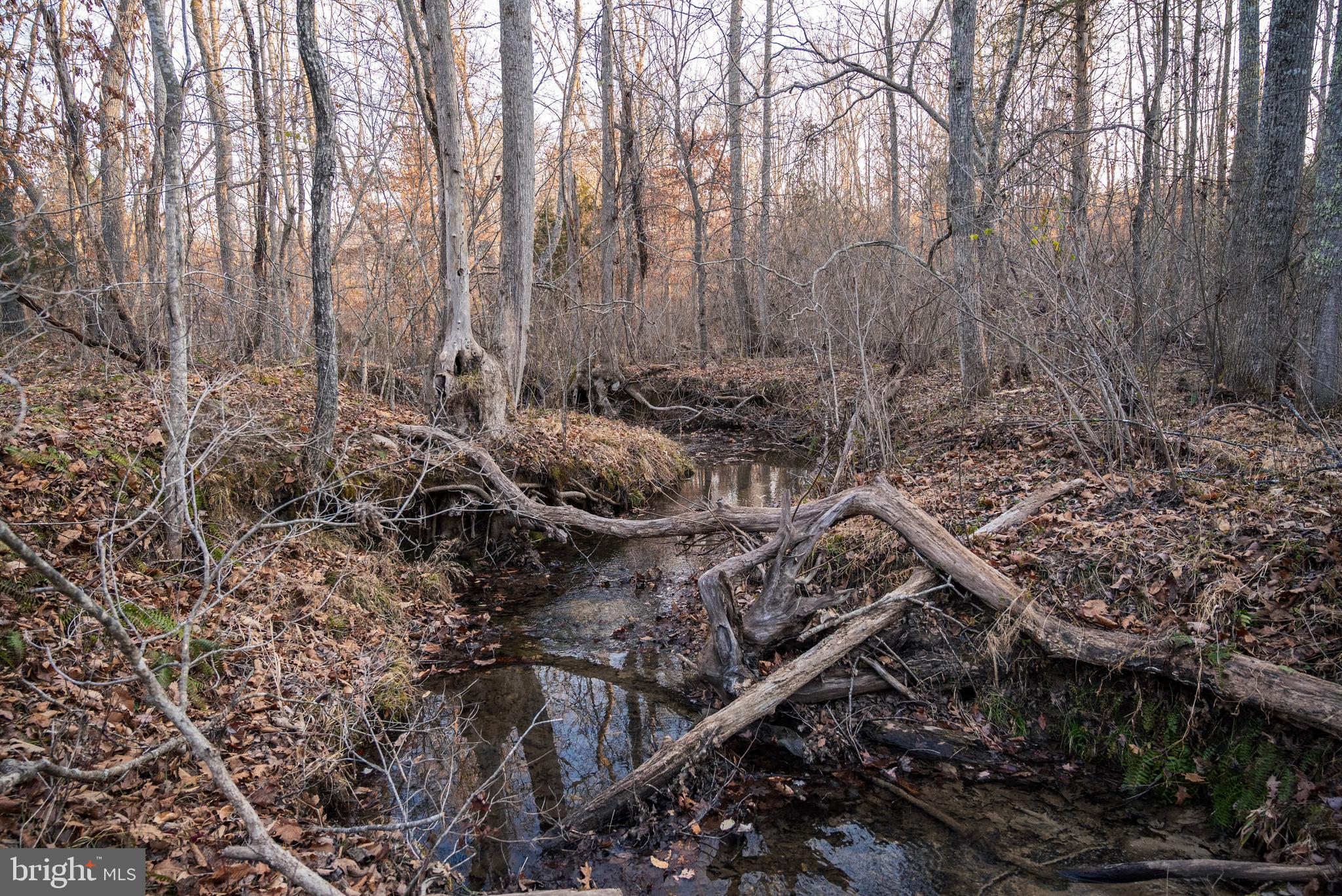0 Grandview Lane Buckingham, VA 23921 - Photo 28 of 51 a view of a forest with lots of trees