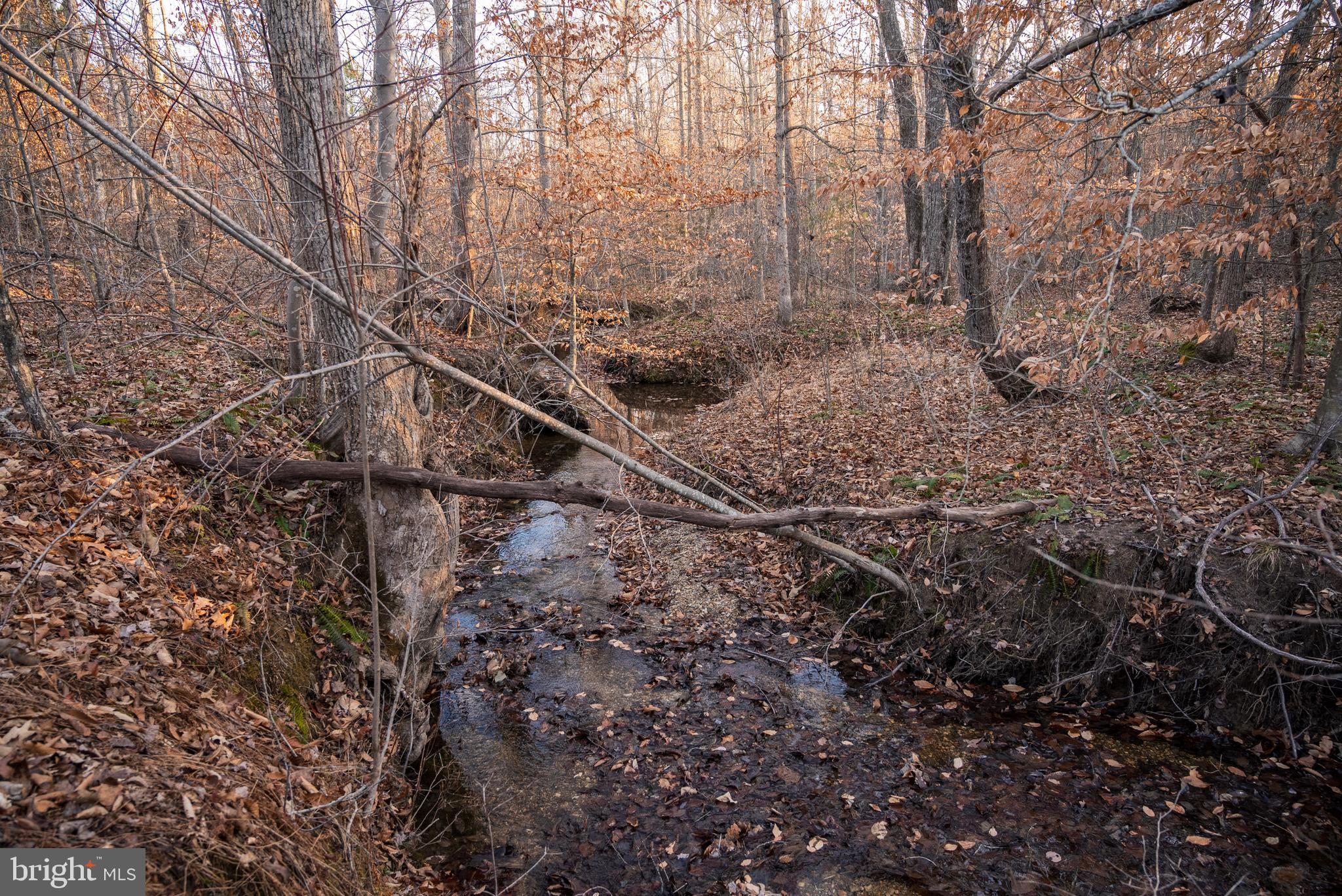 0 Grandview Lane Buckingham, VA 23921 - Photo 29 of 51 a view of a forest with a tree