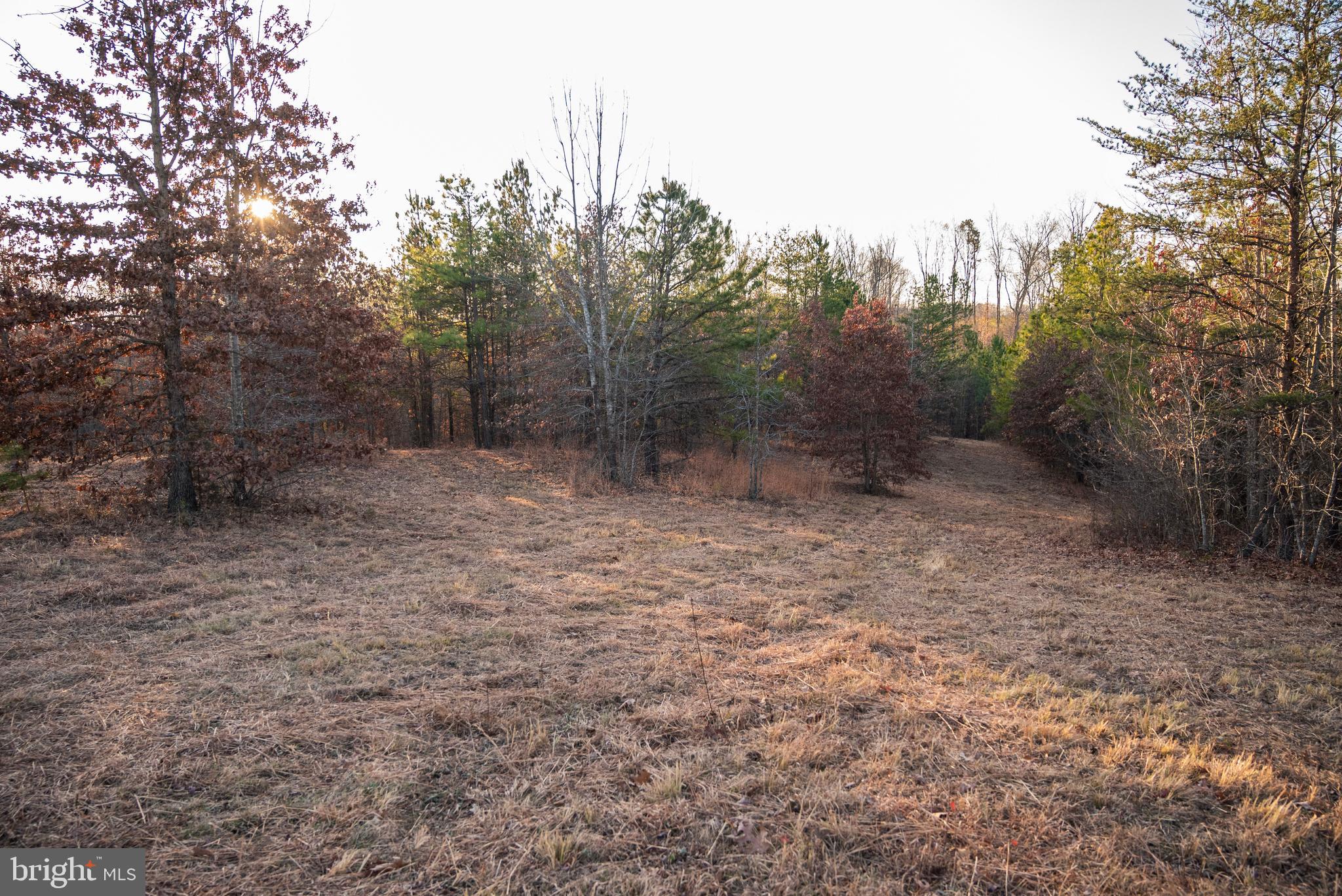 0 Grandview Lane Buckingham, VA 23921 - Photo 33 of 51 a view of a forest with trees in the background