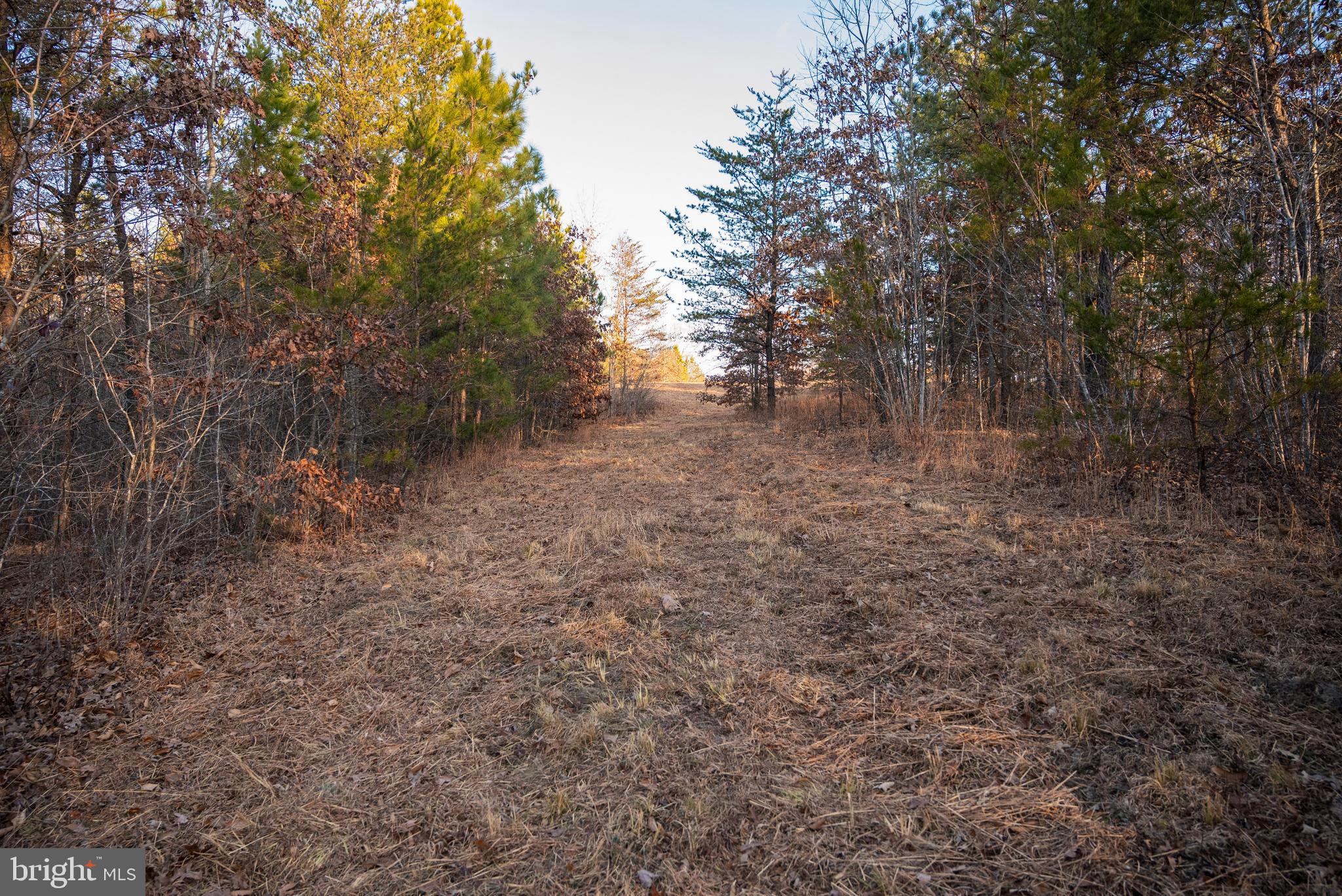 0 Grandview Lane Buckingham, VA 23921 - Photo 36 of 51 a view of a yard with a tree