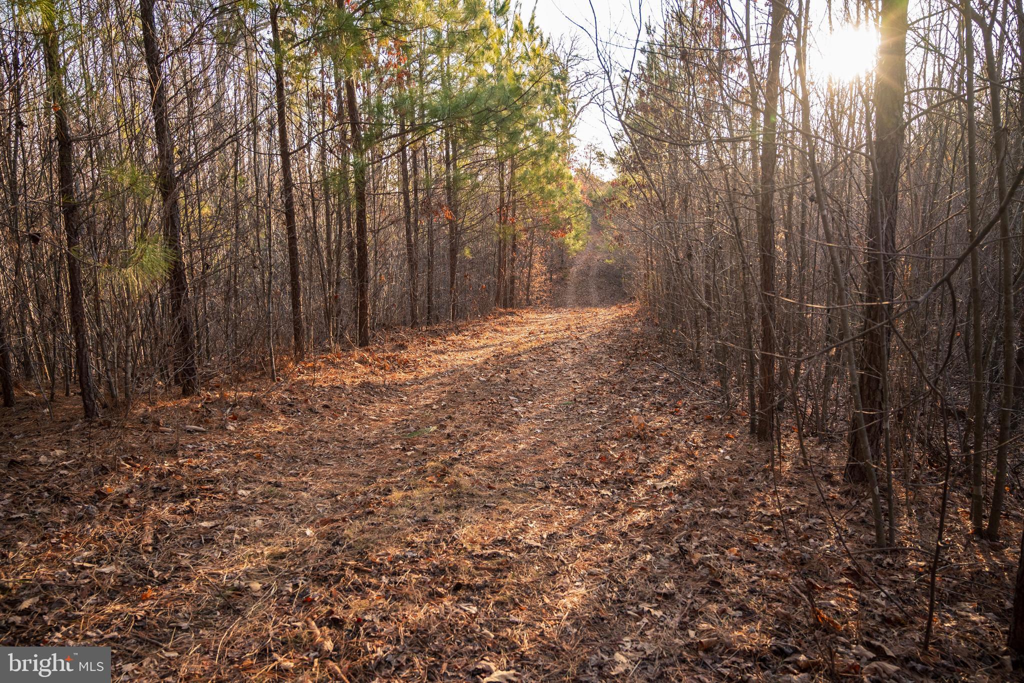 0 Grandview Lane Buckingham, VA 23921 - Photo 37 of 51 a view of a yard with large trees