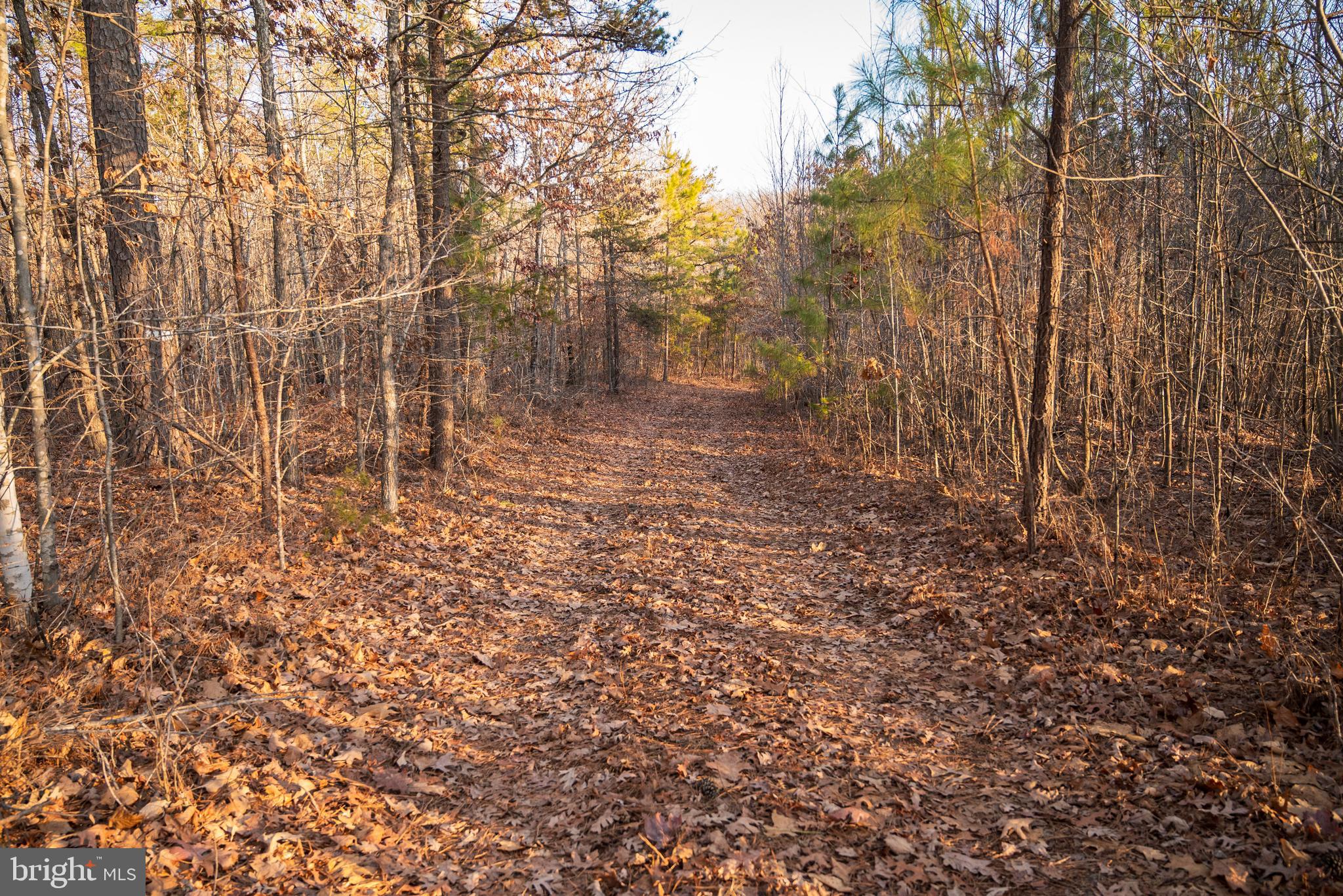 0 Grandview Lane Buckingham, VA 23921 - Photo 38 of 51 a view of a yard with large trees