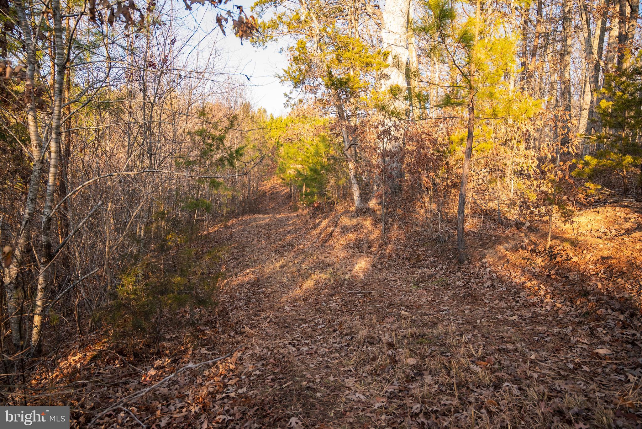 0 Grandview Lane Buckingham, VA 23921 - Photo 39 of 51 a view of forest