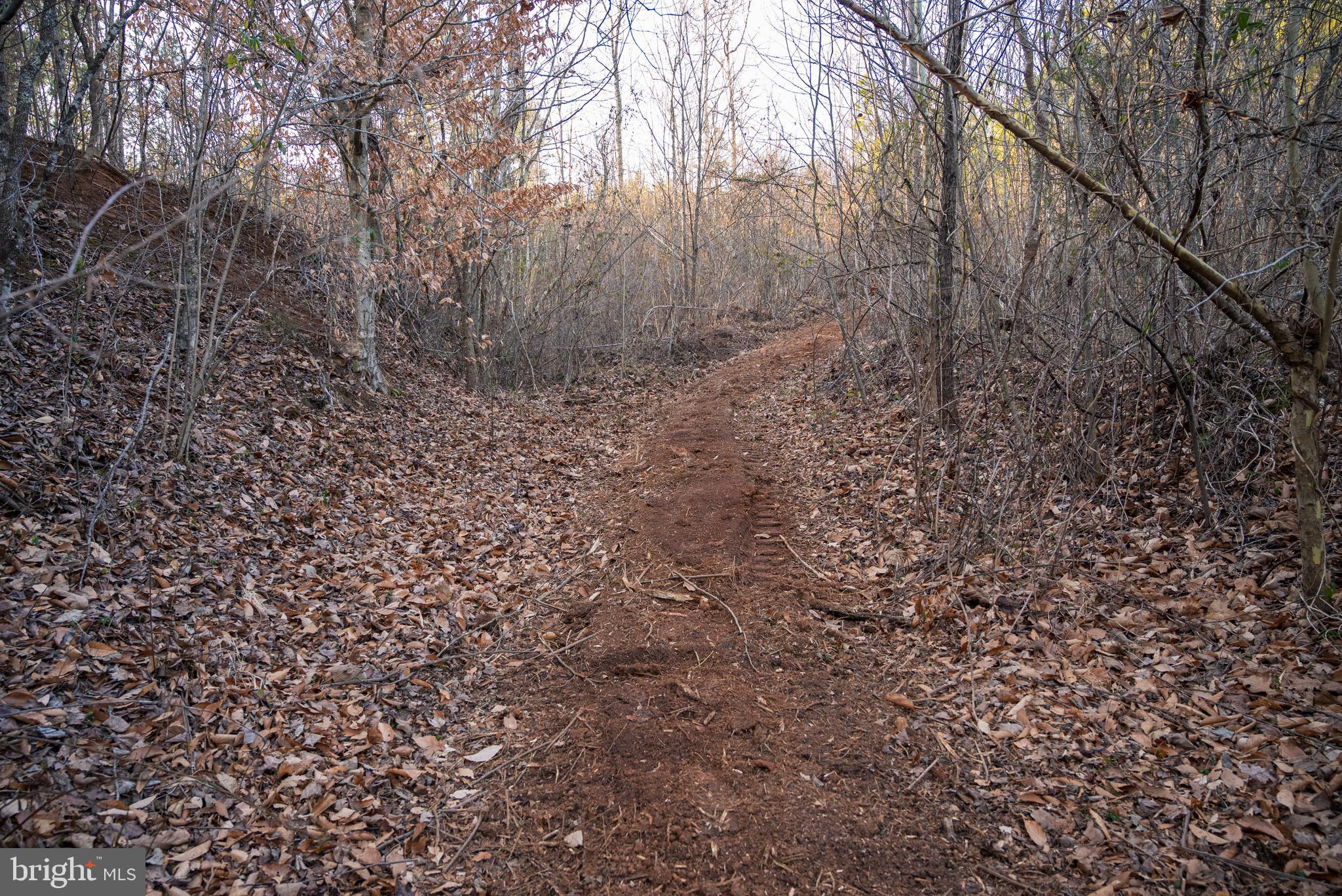 0 Grandview Lane Buckingham, VA 23921 - Photo 42 of 51 a view of a yard with a tree