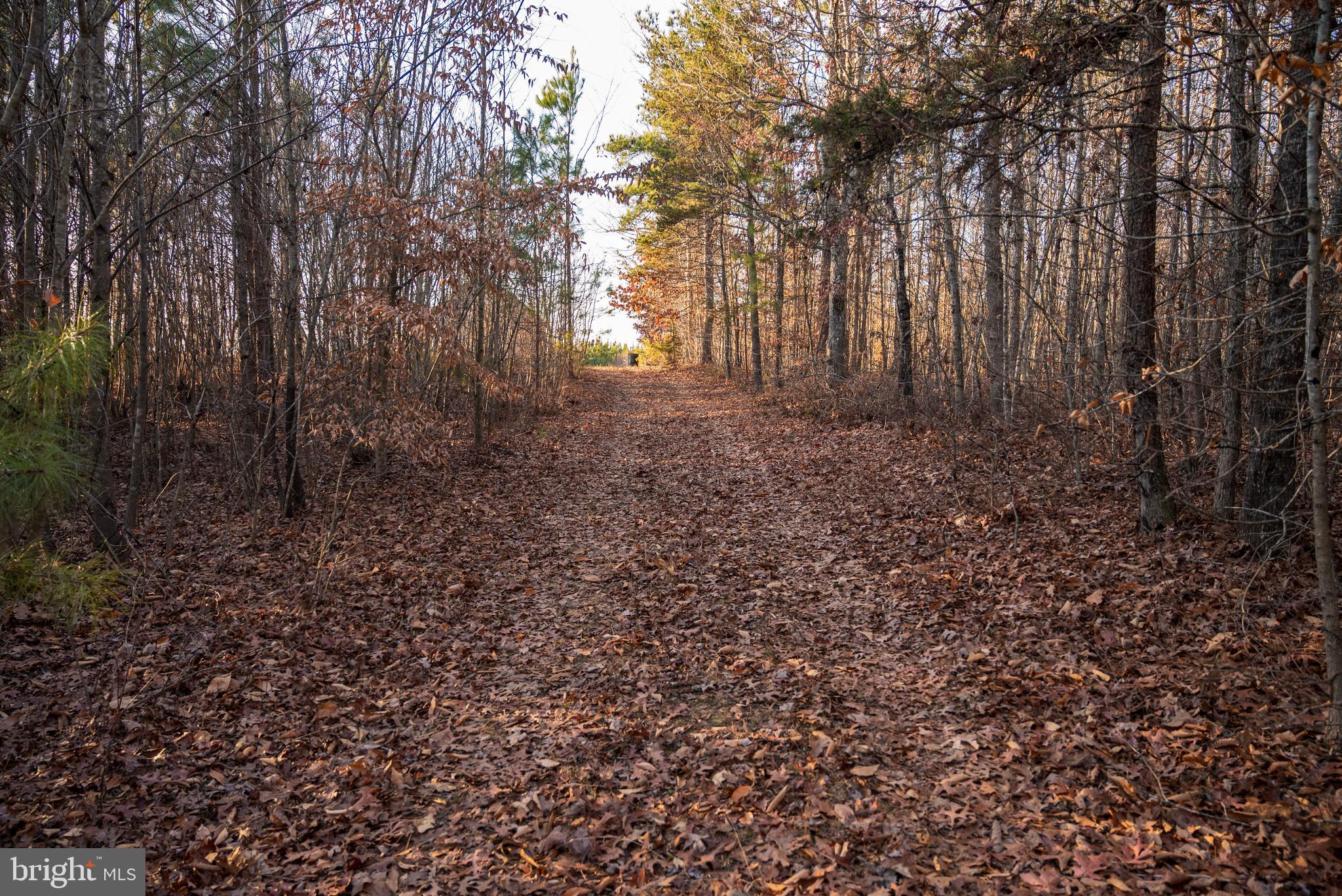 0 Grandview Lane Buckingham, VA 23921 - Photo 43 of 51 a view of a yard with large trees