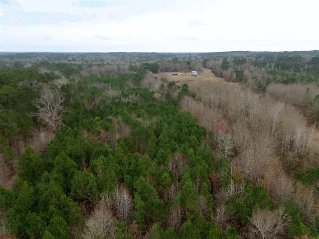 a view of a lush green forest with lush green forest