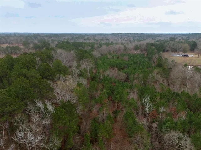 a view of a forest with lush green forest