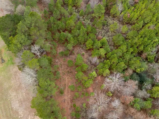 a view of a forest with a tree