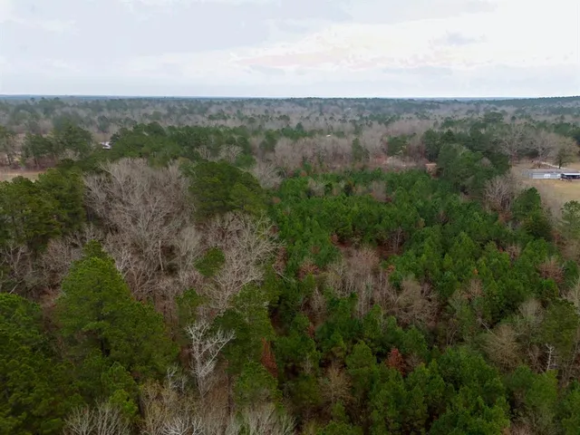 a view of a forest with lush green forest