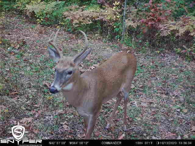 0 State Road Morrice, MI 48857 - Photo 3 of 8